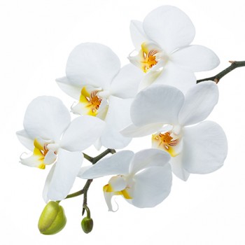 Стол обеденный Танго белый/Орхидея в Татарске - tatarsk.mebel54.com | фото